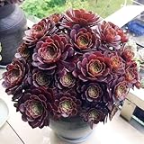 Aeonium arboreum - bonsai balkongarten bonzai steingartenpflanzen pflanzenkübel exotische zimmerpflanzen winterharte kübelpflanzen hochbeete für garten balkonpflanzen winterhart 30samen