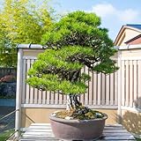 Schwarzkiefer Baum Same, baumsamen spezielle samen Heilpflanzen gartenpflanzen pflanzensamen grünpflanzen, winterharte pflanzen für garten balkonpflanzen, steingartenpflanzen 250pcs