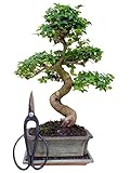Genki-Bonsai Anfänger Bonsai-Set chin. Liguster (ca. 30-35cm, 3-teiliges Set) + Schere, Untersetzer - Bonsai Starterpaket Komplettset