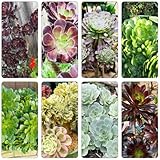 Aeonium arboreum - hochbeete für garten pflanzensamen gartenpflanzen bonsai pflanzenkübel dachbegrünung balkonpflanzen winterhart bonzai steingartenpflanzen hochbeet balkon 100samen