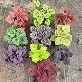 Heuchera, Heuchera micrantha, Purpurglöckchen, alte sorten mehrjährig bodendecker winterhart gartenpflanzen 30Samen