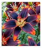 BALDUR Garten Lilie Forever Susan,3 Zwiebeln, Lilium Asiaticum, winterharte und mehrjährige Lilie, Zwiebelumfang 16-18 cm, Lilienzwiebeln, Blumenzwiebeln, bienenfreundlich, schmetterlingsfreundlich