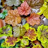 Heuchera, Heuchera micrantha, bodendecker Purpurglöckchen, exotische balkon kräutergarten blumenwiese mehrjährig winterhart 200Samen