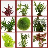 WASSERPFLANZEN WOLFF - BUNTES Algenkiller-Set | Anti-Algen Wasserpflanzen Sortiment | schnellwachsende 5 Arten Pflanzen + 1 Mooskugel | inklusive rotblättrige Aquariumpflanzen | Algen-Prophylaxe