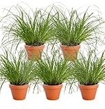 5er-Pflanzen-Set “Katzengras”, +/- 20-30cm, ø 10-15cm Topf, 5x Katzengras für Wohnung und Büro, Ungiftig & Tierfreundlich, Qualität vom Pflanzen Profi, Schneller Pflanzenversand