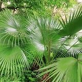 palmensamen, palmen winterhart samen saatgut Zierbaum zimmerpflanzen topfpflanzen, balkonpflanzen garten baumsamen frühlingsblumen kräutersamen Heilpflanzen, steingartenpflanzen 20pcs