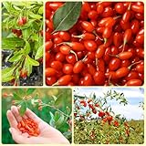 Goji Beeren, Wolfsbeeren, Lycium chinense, goji beeren strauch bodendecker gartenkräuter garten küchenkräuter seltene 300Samen