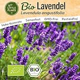 Little Plants BIO Lavendel Samen 300 Lavendelsamen Blumensamen für Blumenkübel Samenfest Blumen Samen für Balkon und Garten