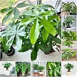 glückskastanie zimmerpflanze balkonpflanzen winterhart, pflanztöpfe baumsamen garten kräutergarten glückskastanie winterharte für garten, dekopflanzen 5samen