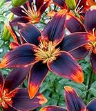 BALDUR Garten 3x Lilie Forever Susan, 3 Zwiebeln, Lilium Asiaticum, winterhart, mehrjährig, Zwiebelumfang 12-14 cm, Lilienzwiebeln, Blumenzwiebeln, bienenfreundlich, schmetterlingsfreundlich