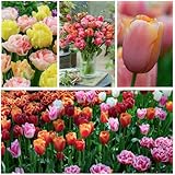 Tulpenzwiebeln Winterhart Mehrjährig Super Kollektion - 50 Blumenzwiebeln - Echte Pflanzen aus Holland - Tulpen Zwiebeln für Garten, Töpfe und Balkon (große Knollen, kein Samen, nicht künstlich)