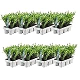 Plants by Frank – 48 Stechpalme | Heckenpflanzen Winterhart | 48 x Ø7 cm - 15 cm Ilex crenata Jenny | Heckenpflanzen | Buchs ersatz | Buchsbaum ersatz