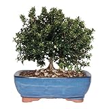 KENTIS - Myrte Bonsai - Myrtus Communis Bonsai - Echte Pflanzen für den Außenbereich - Bonsai Baum - Hoch 23-30 cm Keramiktopf Ø 21 cm