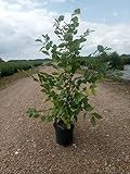 10st. Hainbuchen 80-120cm XXL Buschig im 3L Topf gemessen Heckenpflanzen Carpinus betulus Hecke Weißbuche Gartenhecke Hainbuche Heckenpflanzen