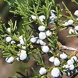 Eastern Red Cedar (Juniperus Virginiana) 10 Tree Seeds: Only Seeds