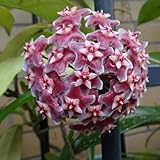 hoya samen samen, rankpflanze blühende rankpflanzen winterhart, mehrjährige blumen winterhart gartenpflanzen, blumensamen kaufen bio saatgut, kletterpflanze plants, blumensamen 250pcs