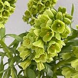 kaiserkronenknollen - fritillaria blumenwiese blumenzwiebel kaiserkronen wildblumen balkonblumen blumenzwiebeln bodendecker winterhart mehrjährig frühlingsblumen geschenk garten 7zwiebeln