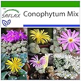 SAFLAX - Sukkulenten - Blühende Steine/Conophytum Mix - 40 Samen - Mit keimfreiem Anzuchtsubstrat - Conophytum Mix