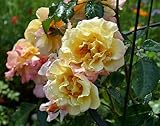 Kletterrose, Gelb-Rosa Blüten, Duftende Gartenrose, Mehrjährig, Winterhart