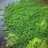 Myriophyllum verticillatum winterharte garten deko steingartenpflanzen kräutersamen zimmerbonsai gartendeko für draußen seltene bonsai wildkräuter luftreinigende zimmerpflanzen 100samen