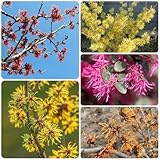 zaubernuss winterhart samen bonsaibaum, pflanzen züchten zaubernuss baum gartenpflanzen winterhart mehrjährig exotische pflanzen winterhart balkonpflanzen, bonsai tree, flower seeds 125pcs