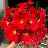 250 pcs Gerbera Samen - blumensamen mehrjährig winterhart Gerbera Pflanze, Gerbera Jamesonii, pflanzen deko bonsai samen bonsai samen zimmerpflanzen echt bio saatgut winterharte balkonpflanzen