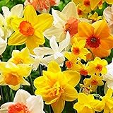 COOTO Garden Narzisenzwiebeln mix Blumenzwiebel Narzissen x25 Narzissen zwiebeln winterhart