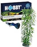 HOBBY Aquaristik Heteranthera I 34 cm I Naturgetreue Nachbildung I Versteckmöglichkeiten und Orientierungspunkte für die Revierbildung I Keine Beeinflussung der Wasserqualität