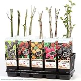 Gardeners Dream 3er Set Topf Obst Pflanzen - Garten Pflanzen & Balkon Obst Pflanzen Anbau - Johannisbeeren Pflanzen, Himbeeren Pflanzen, Trauben Pflanzen, Kiwi Pflanzen, Heidelbeeren Pflanzen usw.
