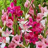 Gladiolen Zwiebeln - 50 Blumenzwiebeln - Botanisch Nanus Mix von 7 Farben und Sorten - Für Garten und Töpfe - Echte Blumen und Pflanzen aus Holland (kein Samen, nicht künstlich, winterhart)
