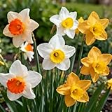 IFLO® 50 Narzissen Mix Blumenzwiebeln – Winterhart Mehrjährig – Gelb Weiß Orange – Frühlingsblüher für Garten Balkon – Bienenfreundlich – Pflanzzeit Herbst