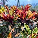 wunderstrauchsamen - winterhart mehrjährig alte sorten deko seltene 200pcs