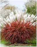 3 x Miscanthus sinensis 'Little Miss' im 1 Liter Topf (Ziergras/Gräser/Winterhart/Mehrjährig/Staude) kleines rotes Chinaschilf - Klein, charmant und immer ein Hingucker. - von Stauden Gänge