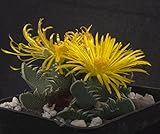 Echter Tigerrachen -Faucaria trigrina- 30 frische Samen