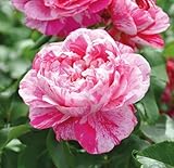 Kletterrose ’Colibri Fabfestival®‘ ist eine zweifarbige, duftende Rose. Die gefüllten Blüten sind pink-weiß gestreift und haben eine nostalgische Form. Im 6 Liter Topf.