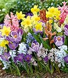 Zwiebel-Mix 'Frühlings-Fieber',45 Zwiebeln