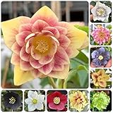 christrosen blumensamen balkon, winterharte kübelpflanzen christrose christrosensamen bodendecker winterhart mehrjährig blumenwiese, herbst deko 150samen