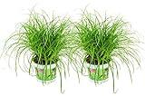 ZYNESFLORA Cyperus Zumula Zyperngras 2 Stück Katzengras - Ø 12 cm - Höhe: 25-30 cm - Zimmerpflanze