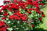 Kletterrose Red Flame in Rot - Kletter-Rose winterhart, stark duftend - Pflanze für Rankhilfe im Topf LK-Gartenwelt