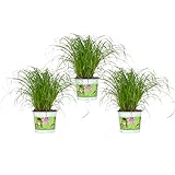 3x Katzengras - Cyperus zumula - Futterpflanze