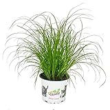 Exotenherz - Katzengras - Cyperus alternifolius - zur Verdauungsunterstützung von Katzen