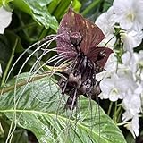fledermausblume samen, samen, balkonblumen steingartenpflanzen winterhart, balkon pflanzen blumen samen, exotische pflanzen winterhart blumenbeet, gartenblumen bonsai, garten pflanzen 10pcs