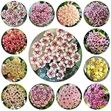 hoya samen exotische pflanzen, winterharte balkonpflanzen zimmerpflanzen samen, blumenwiese balkon beet, kübelpflanzen winterhart kletterpflanzen winterhart, stauden winterhart 350pcs