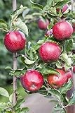 Malus domestica 'Florina' 150-200 cm - Apfelbaum, rote Früchte, Erntezeit September-Oktober, ideal für Obstgärten, robust und winterhart