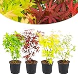 Happy Plants Acer palmatum Fächerahorn 4 Stück I 30 cm x ⌀10,5 cm, japanischer Ahorn, 1x Rot, 1x Gelb, 1x Grün, winterhart ganzjährig Pflanzen-Mix, frisch aus unserer Gärtnerei