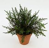 Seidenblumen Roß Koniferenbusch 26cm -ohne Topf- DP - Konifere Thuja Kunstbaum Kunstpflanzen künstliche Busch Pflanzen