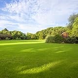 10000 Pcs Rasensamen Schattenrasen Grass Samen - Bodendecker Winterhart Mehrjährig Rasensaat Grassamen, Balkonpflanzen Winterhart Exotische Pflanzen Winterhart Garten Pflanzen Winterharte