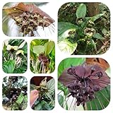 fledermausblume samen, bonsai, garten pflanzen hochbeet balkon, blumensamen balkon blüten, pflanzen samen hochbeet, outdoor pflanzen bonsai samen, blumensamen mehrjährig winterhart 30pcs
