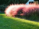 100 Graines Muhlenbergia cllaris, Hairgrass, Pink Muhly Grass seeds:Seeds Only