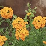 goldlack pflanze samen gartenblumen, zimmerpflanzen samen goldlack samen winterharte pflanzen für garten, winterharte blumen blumen balkon, balkonpflanzen winterhart bonsai samen, 85pcs